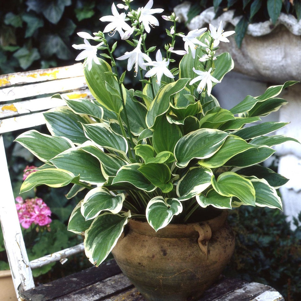 HOSTA SO SWEET 2.0L