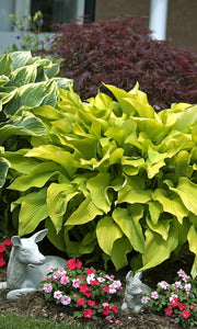 HOSTA SUN POWER 2.0L