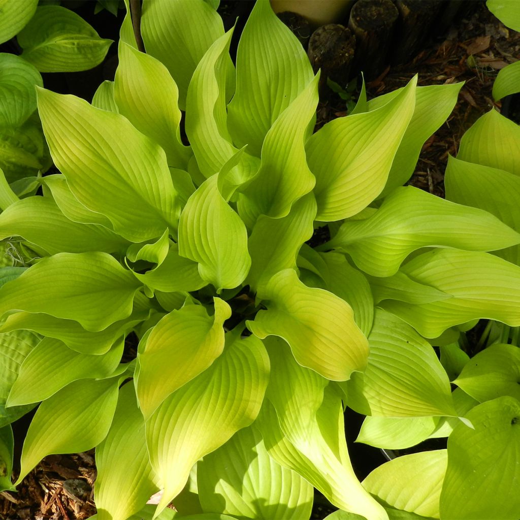 HOSTA SUN POWER 2.0L