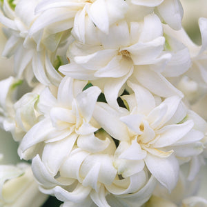 HYACINTH DOUBLE SNOW CRYSTAL 3PK