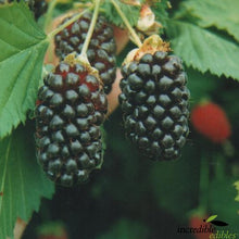 Load image into Gallery viewer, HYBRIDBERRY BERRY DELIGHT 3.0L
