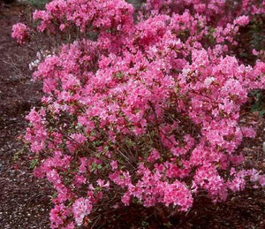 AZALEA EVERGREEN HARDIJZERS BEAUTY 2.5L