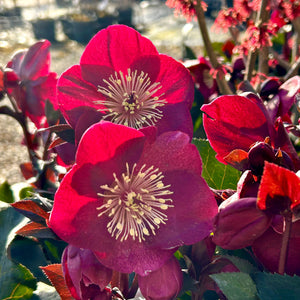 HELLEBORUS GLANDORFENSIS ICE N ROSES HYBRID MERLOT