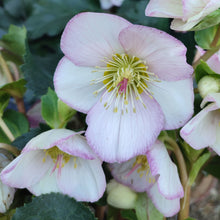 Load image into Gallery viewer, HELLEBORUS GLANDORFENSIS ICE N ROSES PICOTEE 2.4L
