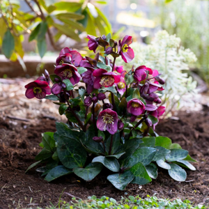 HELLEBORUS MARBLED VIBEY VELVET 2.5L