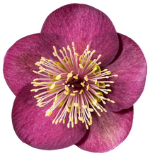 Load image into Gallery viewer, HELLEBORUS MARBLED VIBEY VELVET 2.5L
