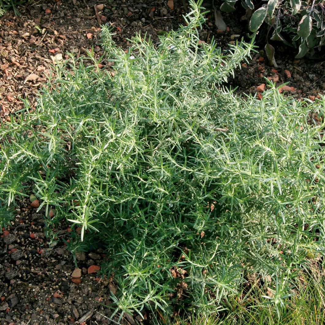 ROSEMARY PROSTRATA 2.0L