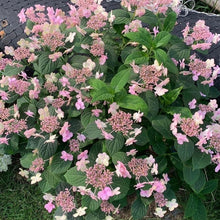 Load image into Gallery viewer, HYDRANGEA SERRATA SUMMER GLOW 3.3L
