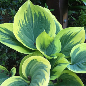 HOSTA SAGAE 2.0L