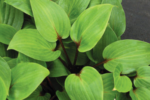 HOSTA PURPLE HEART 2.4L