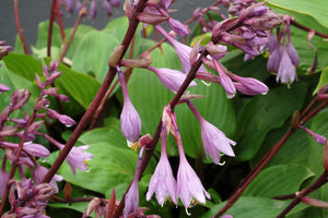 HOSTA PURPLE HEART 2.4L