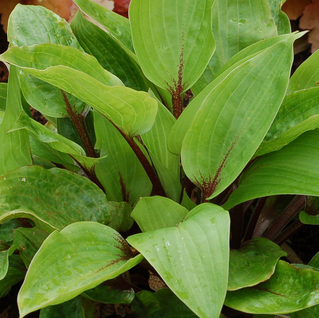 HOSTA PURPLE HEART 2.4L