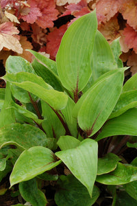 HOSTA PURPLE HEART 2.4L