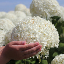 Load image into Gallery viewer, HYDRANGEA ARBORESCENS ANNABELLE 2.5L
