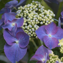 Load image into Gallery viewer, HYDRANGEA MACROPHYLLA NIGHTINGALE 4.0L
