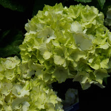 Load image into Gallery viewer, HYDRANGEA MACROPHYLLA GREEN VEIL 6.0L
