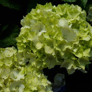 HYDRANGEA MACROPHYLLA GREEN VEIL 6.0L