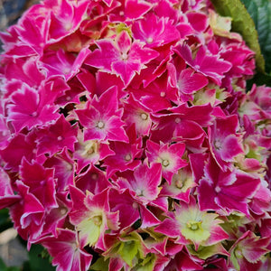 HYDRANGEA MACROPHYLLA HARLEQUIN 6.0L