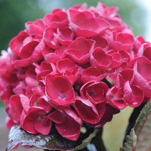 HYDRANGEA MACROPHYLLA RASPBERRY CRUSH 4.5L