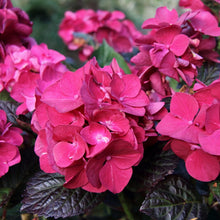 Load image into Gallery viewer, HYDRANGEA MACROPHYLLA RASPBERRY CRUSH 4.5L
