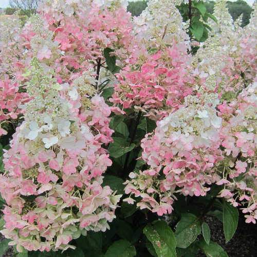 HYDRANGEA PANICULATA CANDLELIGHT 3.3L