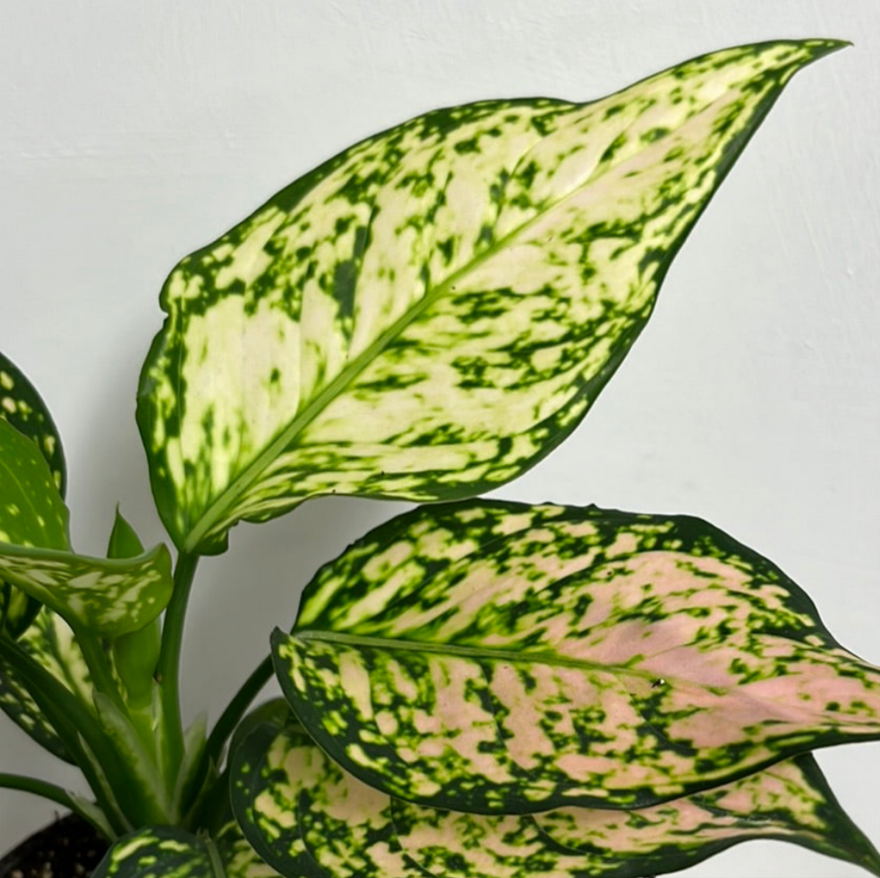 AGLAONEMA EILEEN 12CM