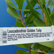 Load image into Gallery viewer, LEUCADENDRON GOLDEN TULIP 1.5L
