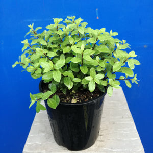 PITTOSPORUM SHRUB LITTLE KIWI 2.5L