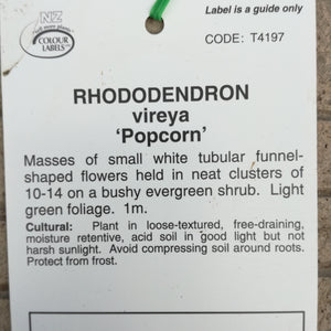 VIREYA RHODODENDRON POPCORN 3.3L