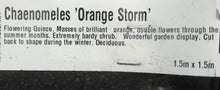 Load image into Gallery viewer, CHAENOMELES DOUBLE TAKE ORANGE STORM 4.7L
