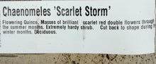 Load image into Gallery viewer, CHAENOMELES DOUBLE TAKE SCARLET STORM 4.7L
