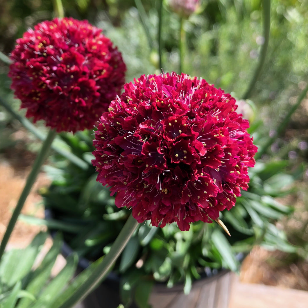 ARMERIA DREAMERIA HYPNOTIC DREAMS 1.5L