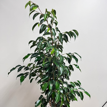 Load image into Gallery viewer, FICUS BENJAMINA WINTERGREEN 3.3L
