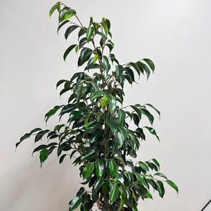 FICUS BENJAMINA WINTERGREEN 3.3L