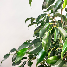 Load image into Gallery viewer, FICUS BENJAMINA WINTERGREEN 3.3L
