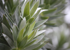 LEUCADENDRON ARGENTEUM 2.5L