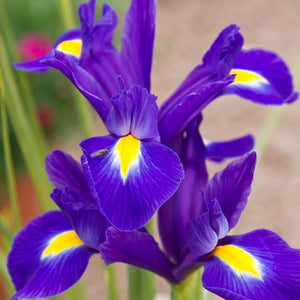 IRIS DUTCH DISCOVERY PURPLE 7PK