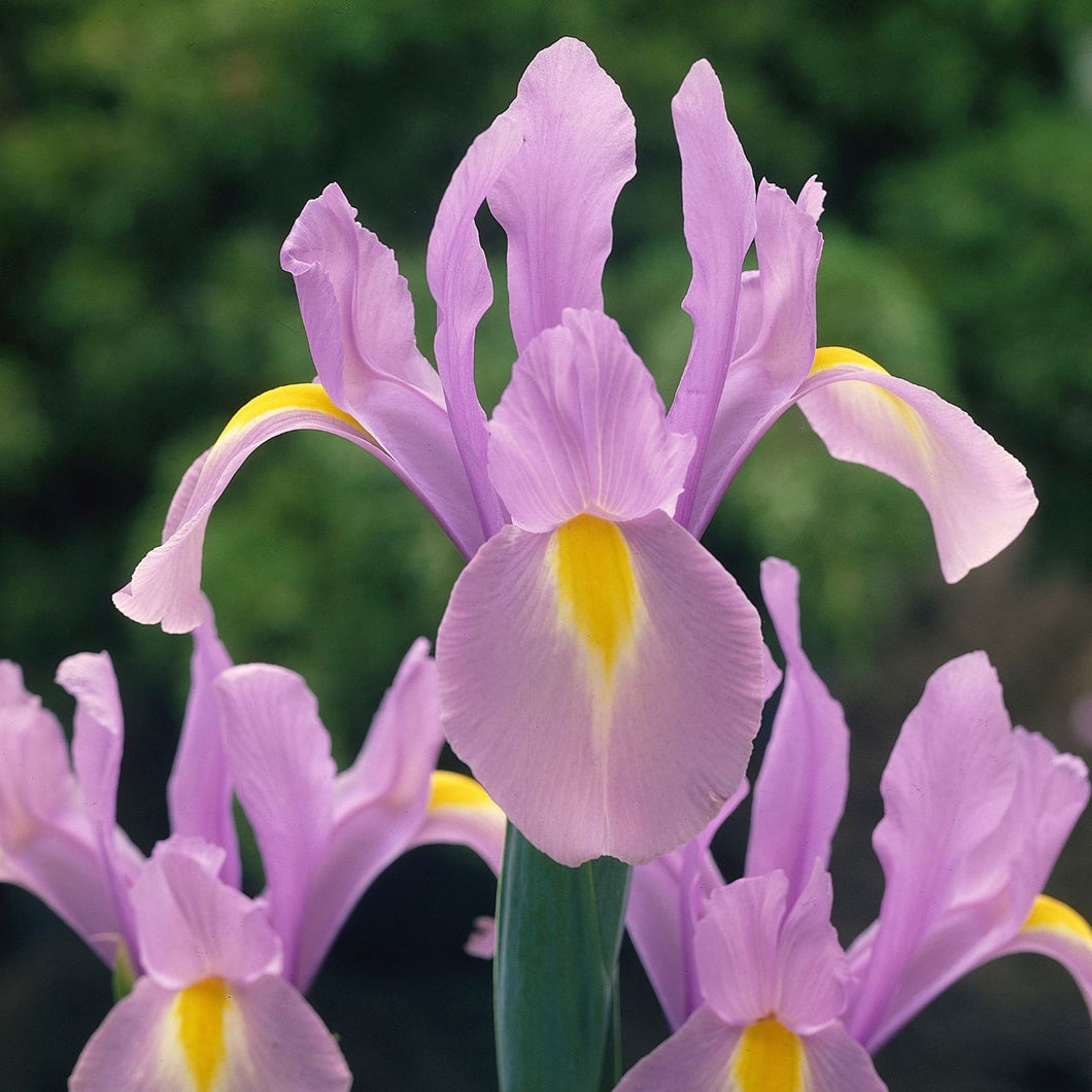 IRIS DUTCH ROSARIO 7PK