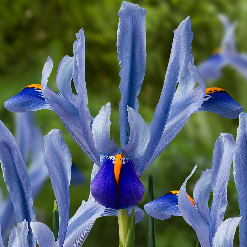 IRIS RETICULATA ANGELA 7PK