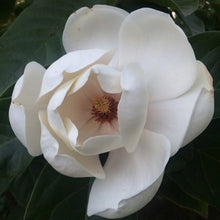 Load image into Gallery viewer, MAGNOLIA ICE QUEEN PB18
