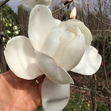 Load image into Gallery viewer, MAGNOLIA ICE QUEEN PB18
