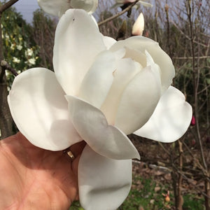 MAGNOLIA ICE QUEEN PB18