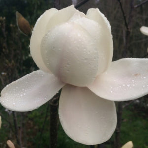 MAGNOLIA ICE QUEEN PB18