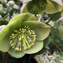 Load image into Gallery viewer, HELLEBORUS MARBLED ILLUMI LIME 17CM
