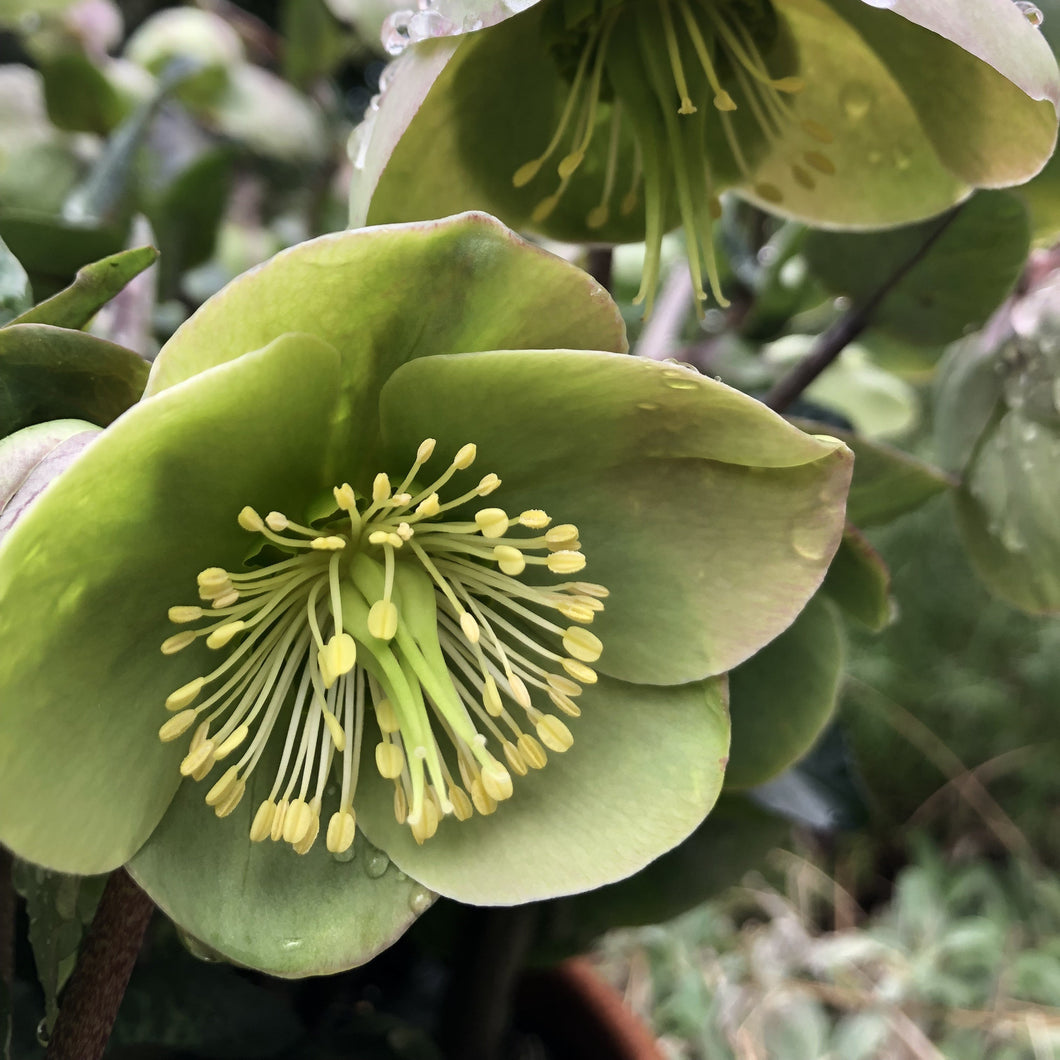 HELLEBORUS MARBLED ILLUMI LIME 17CM