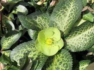 HELLEBORUS MARBLED ILLUMI LIME 17CM