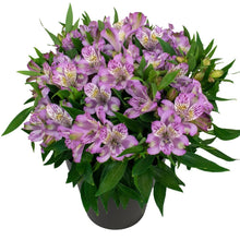 Load image into Gallery viewer, ALSTROEMERIA INCA OCEAN 14CM
