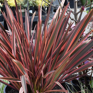 PHORMIUM RAINBOW CHIEF 3.3L