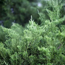 Load image into Gallery viewer, JUNIPERUS CHINENSIS KAIZUKA 6.0L
