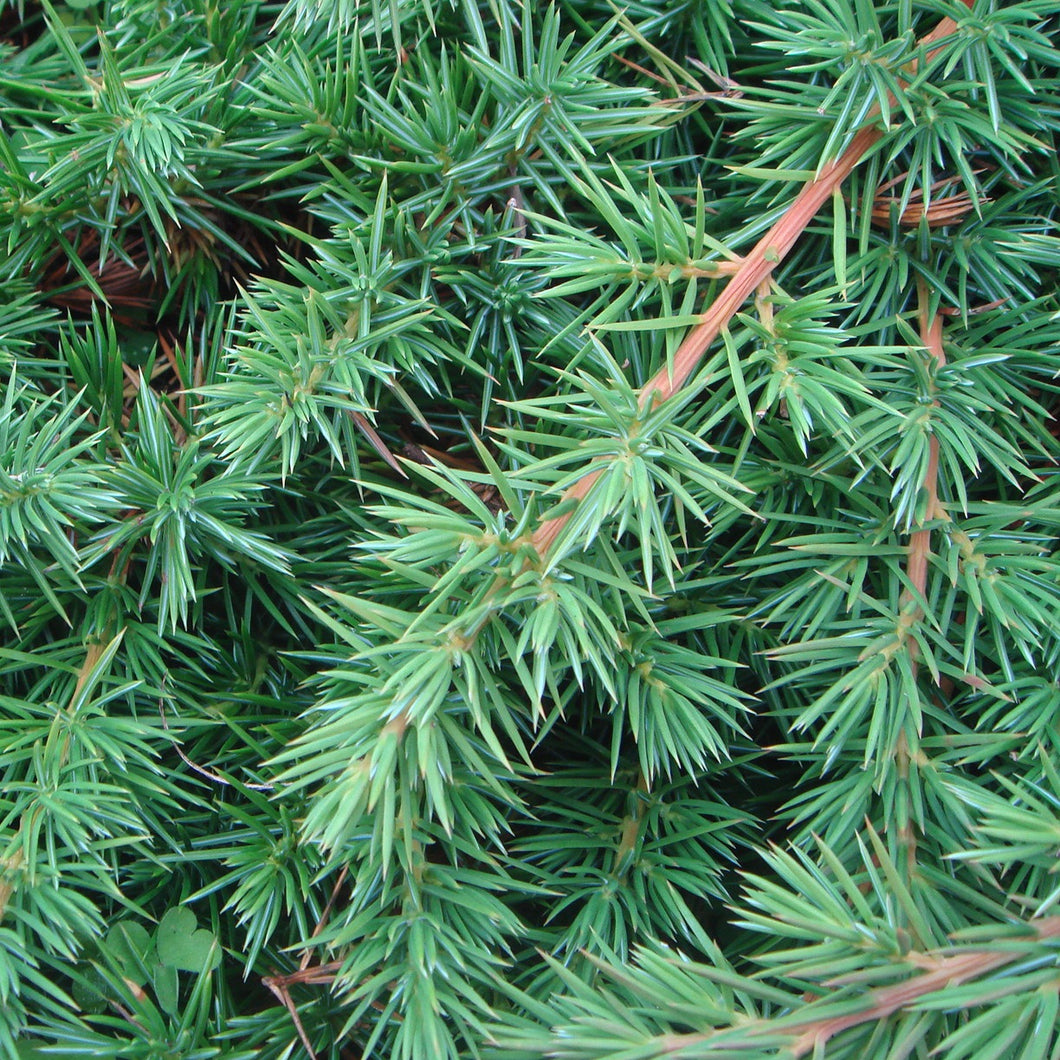 JUNIPERUS CONFERTA 2.5L